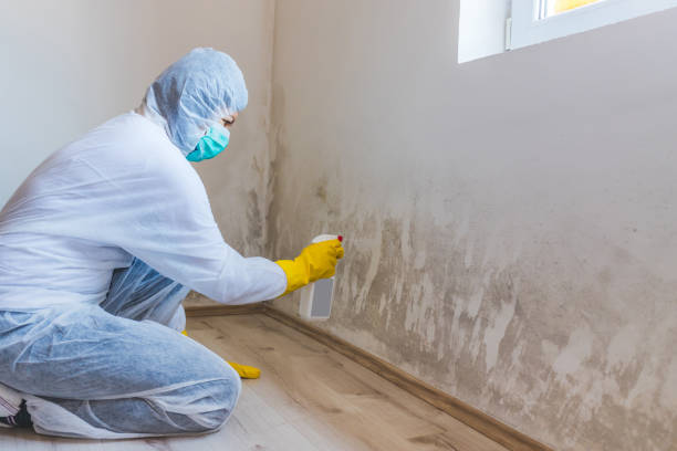 Licensed Mold Remediation service in Sudbury, MA - WQB Mold Removal
